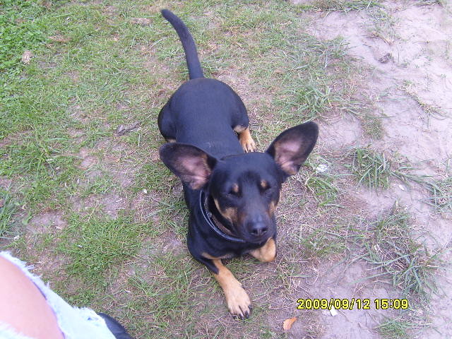 picy PIT BULL