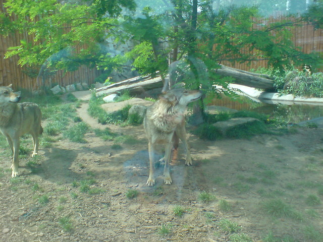 Wolf