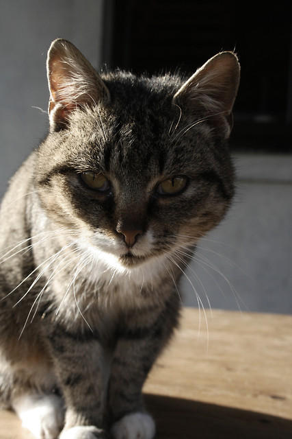 Mariano