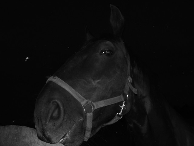 Horse;p
