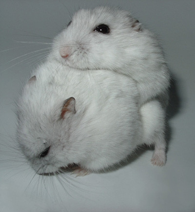 chomiczki