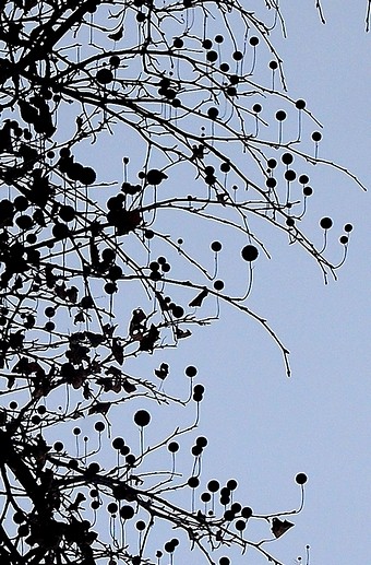 baloons.