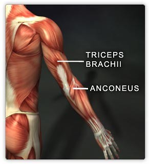 Triceps