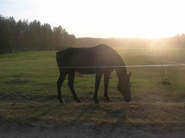 konik