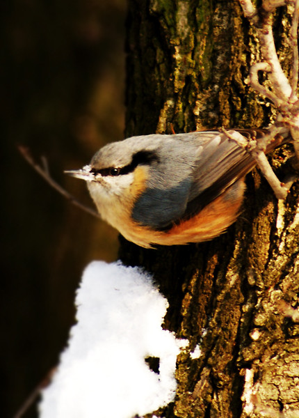 bird ;)