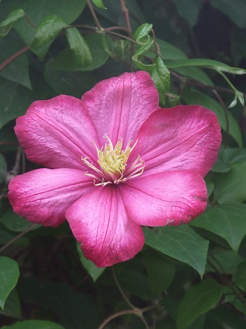 Clematis 
