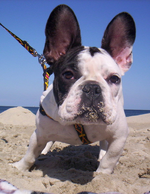 RUPERT