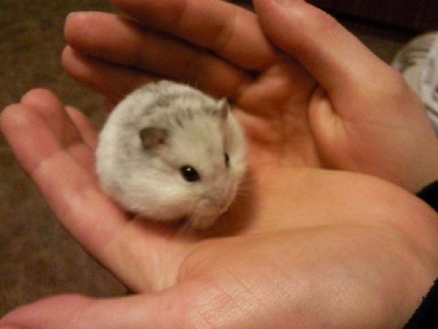 Kung Fu