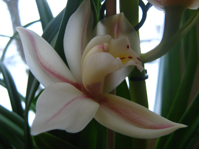 Orchidea