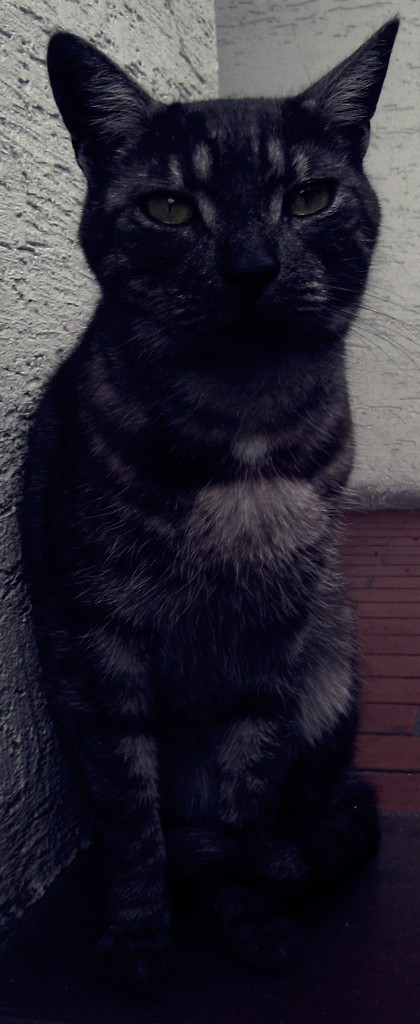 Czaki ;*
