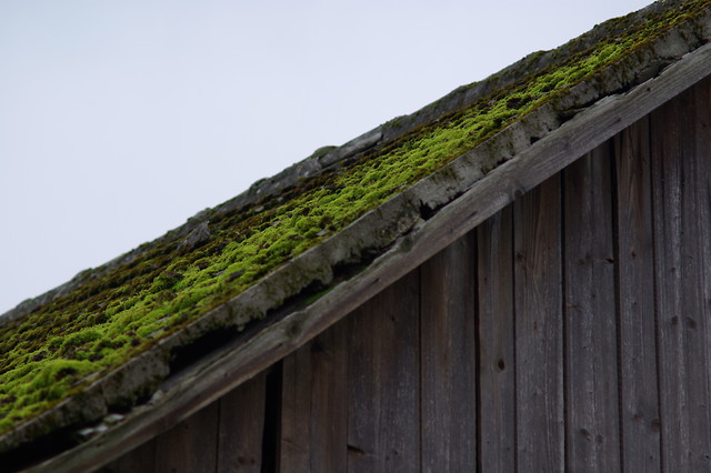 The moss