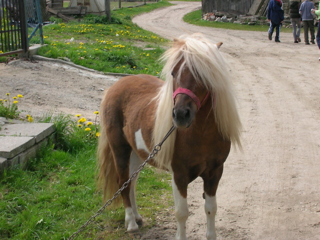 Kon z wycieczi