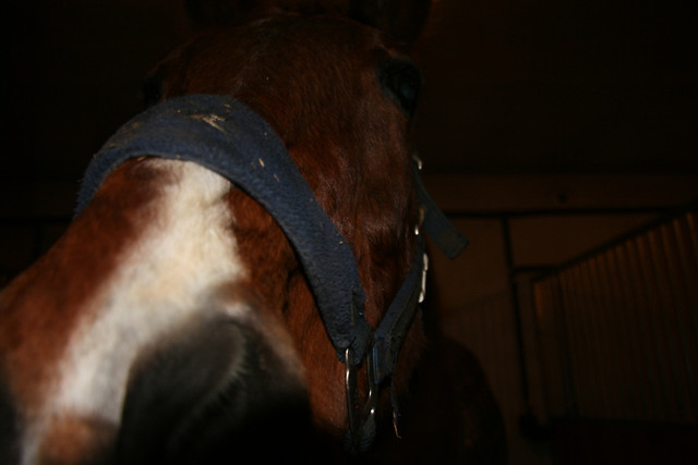 Nosek