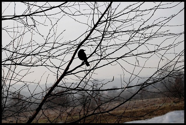 bird.