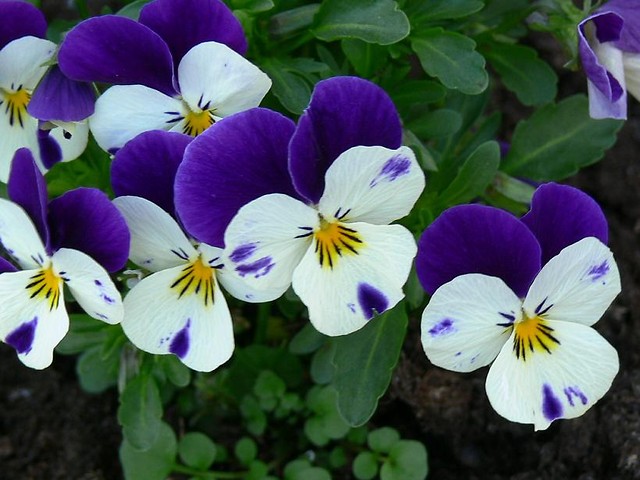 Bratki [?]