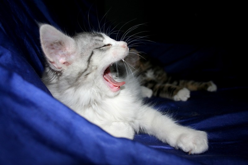 Awwwww