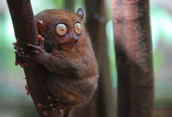 lemur