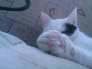 apcia ;*
