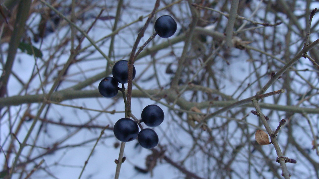 Berries