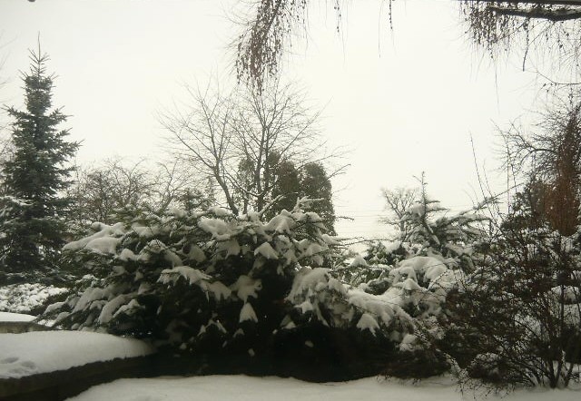 straconka..