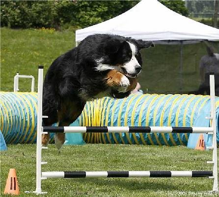 Agility