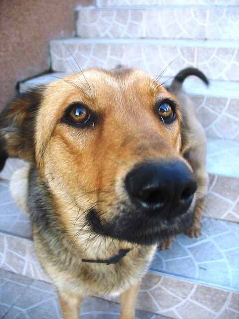 Majka.