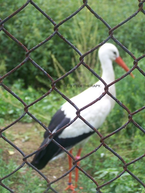 bocian