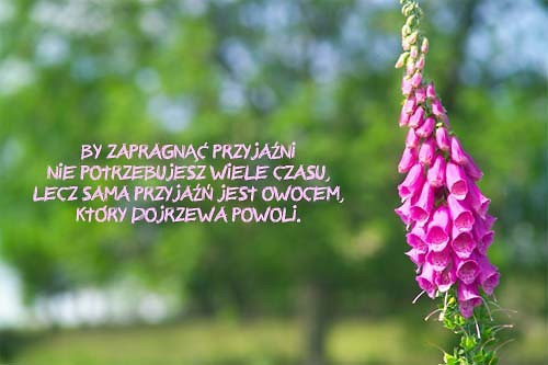Przyja