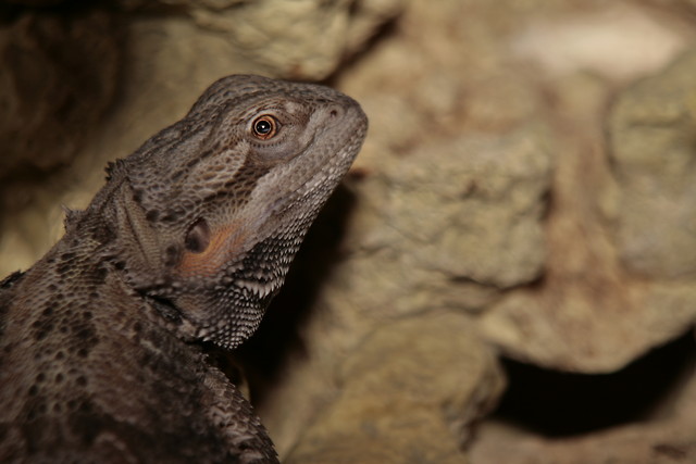 agama brodata