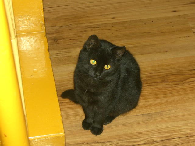 Kicia