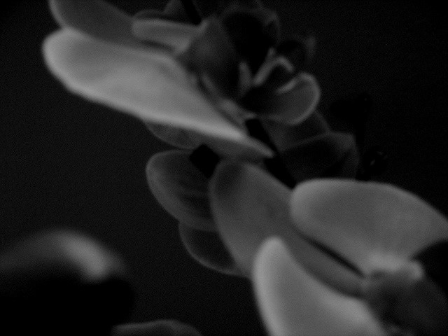 Orchidea.