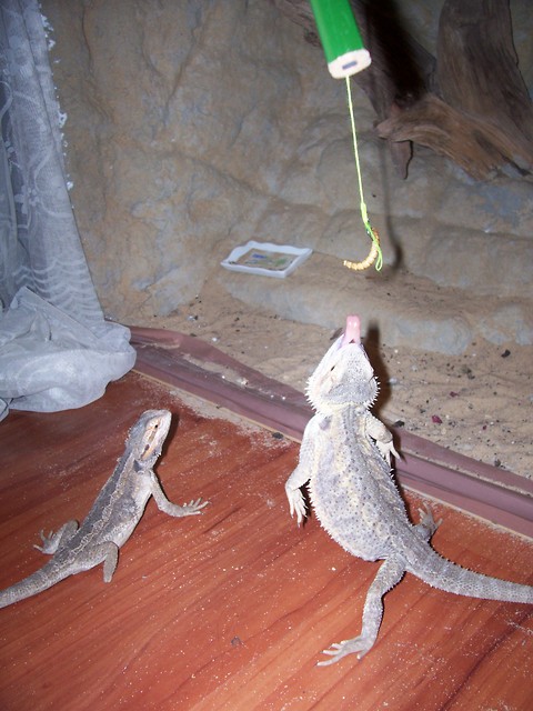 siubi dubi dance