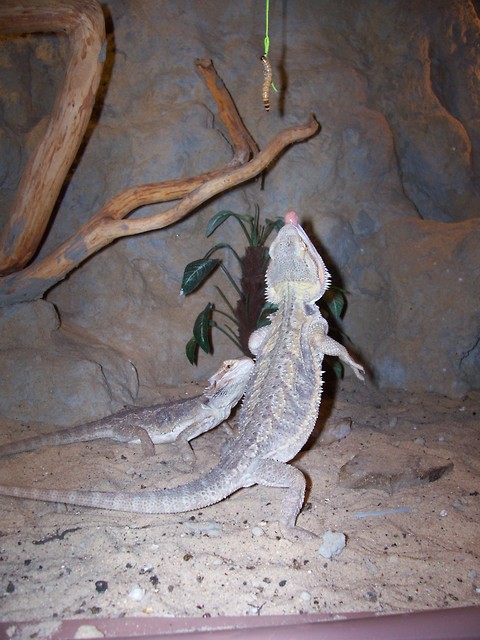 siubi dubi dance