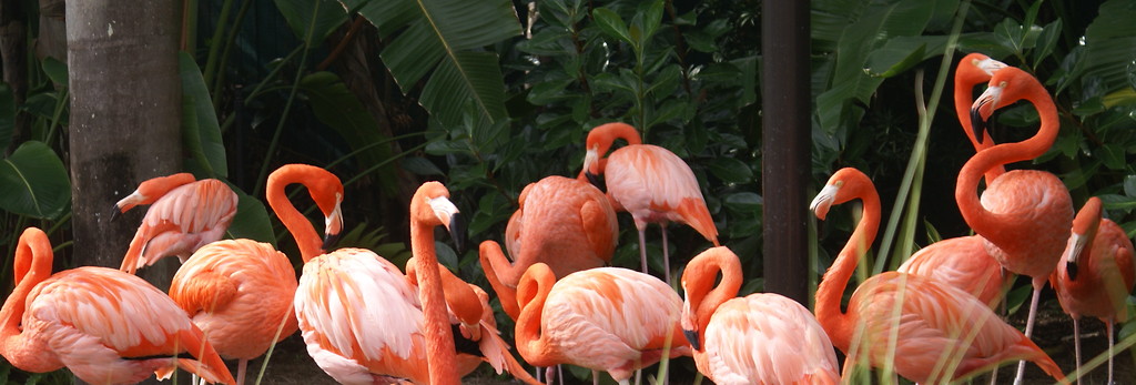 flamingi