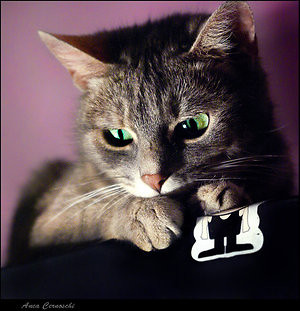 Tajger xd 
