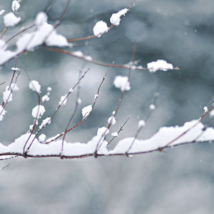 Snow 