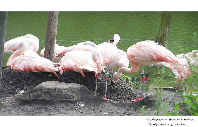 z ZOO,