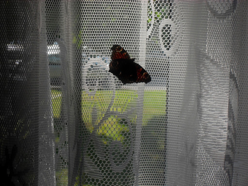 Butterflies again! xD