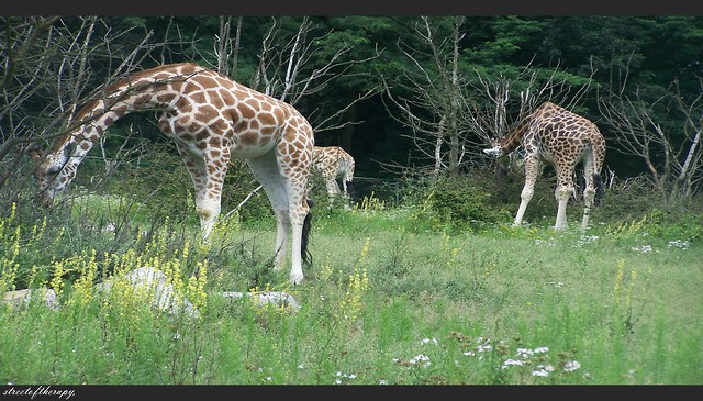 nastpne z ZOO.