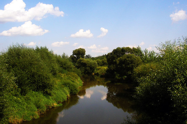 wisok w kozwku