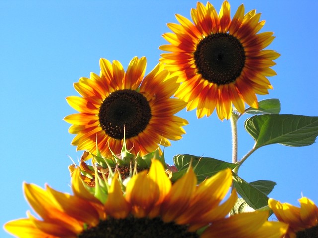 Sehnsucht nach Sommer.