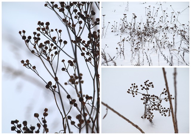 winter .