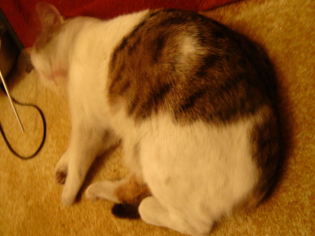 kitzi kitzi