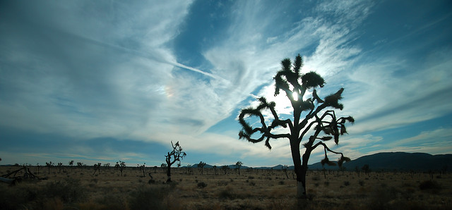 Joshua Tree.