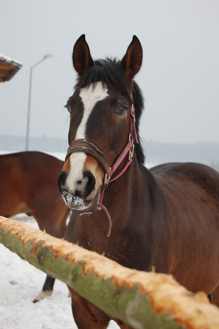 konie i nieg^^