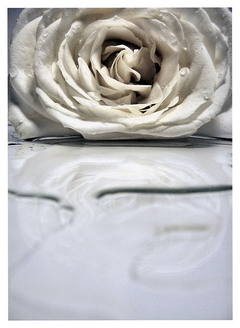 Desert Rose
