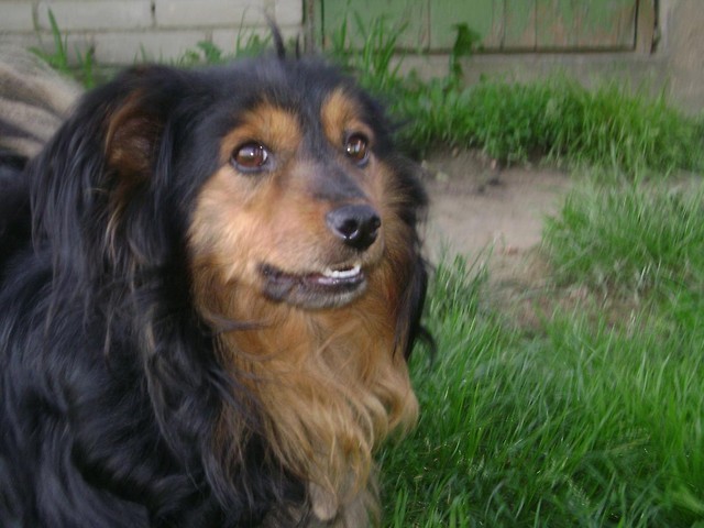 Mj kochany piesek Max :*