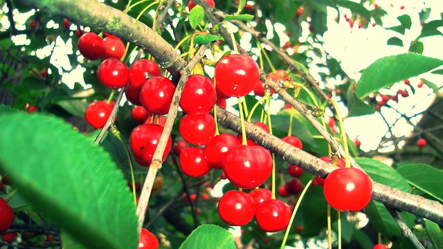 Mmm... wisienki ^^