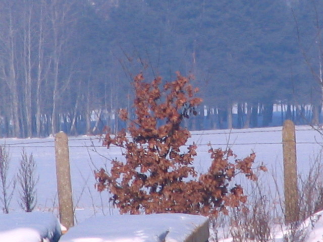 Dedykacja