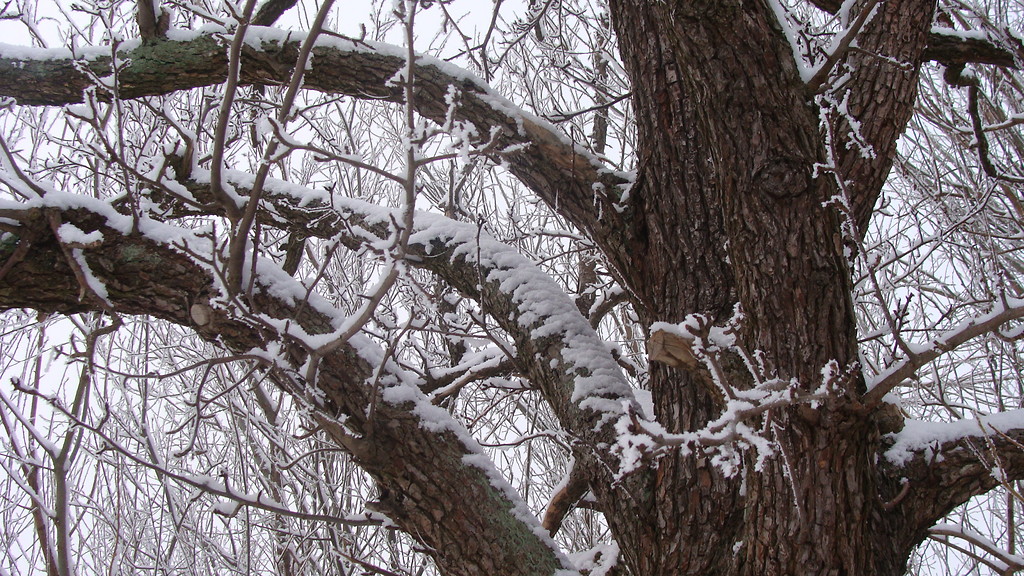 Winter tree